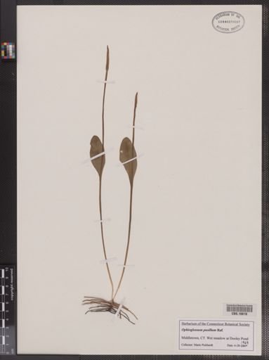 Ophioglossum pusillum