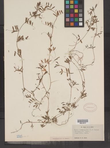 Vicia tetrasperma