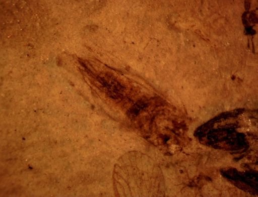 undet. Auchenorrhyncha