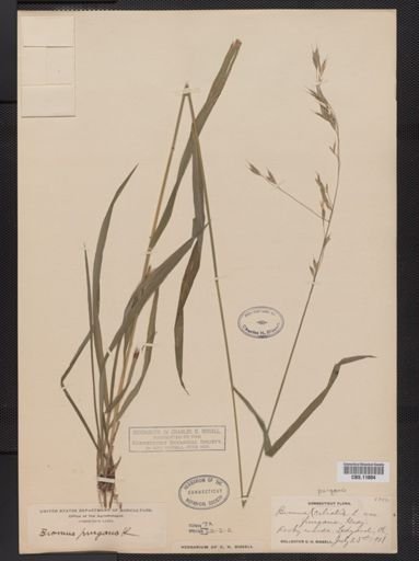 Bromus purgans