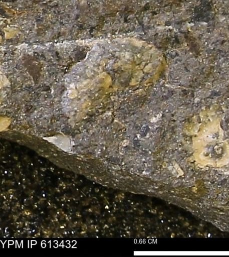 Scaphites sp.