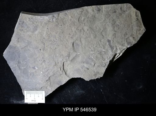 undet. Eurypterida
