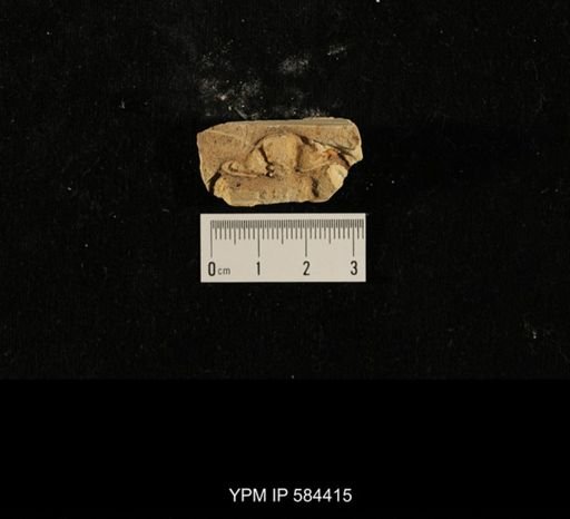 Ceraurus sp.
