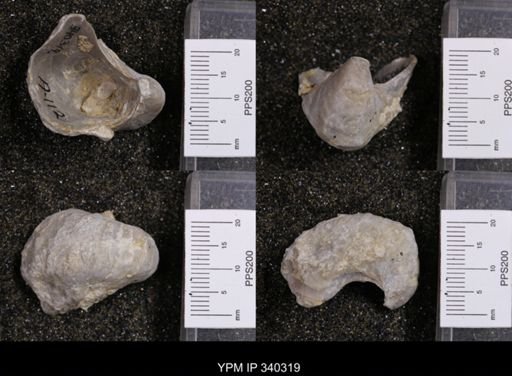 Gryphaea marcoui