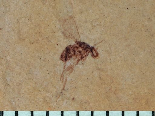 undet. Diptera