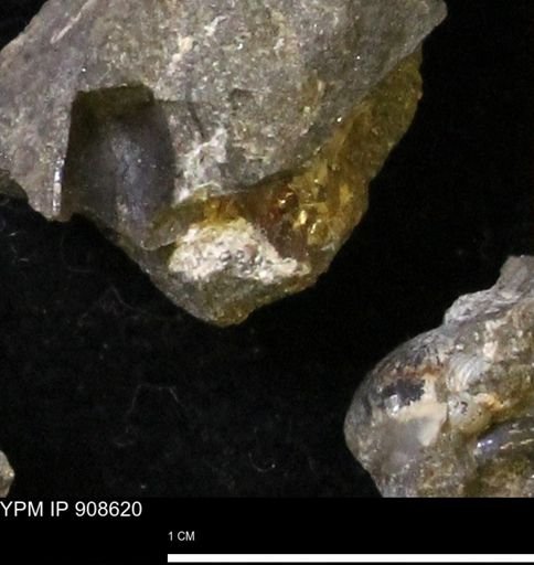 undet. Scaphitidae