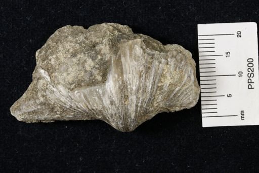 Neospirifer kansasensis