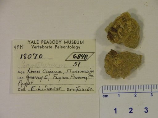 Saghatherium sp.