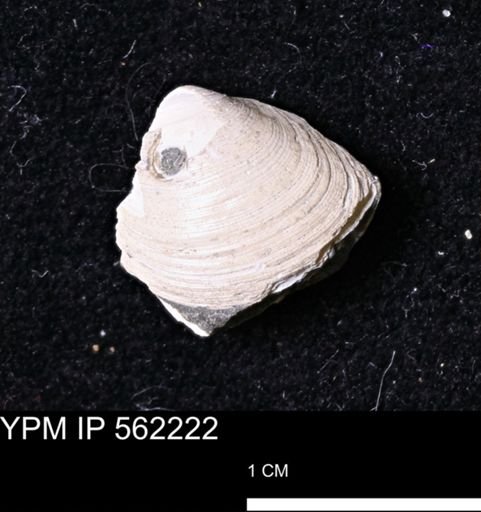 Limopsis striatopunctatus