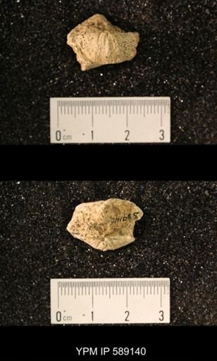 Sowerbyella sp.