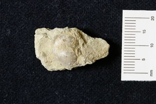 Marginifera wabashensis