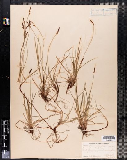 Carex pensylvanica