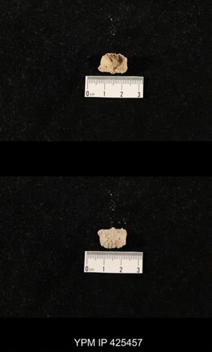 Liosotella sp.