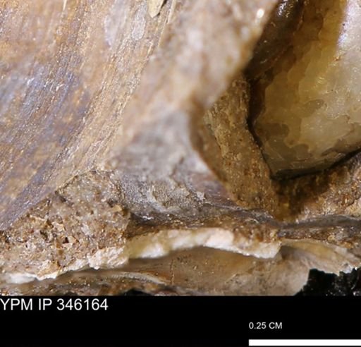 Limopsis striatopunctatus