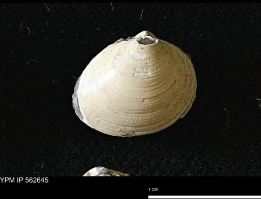 Limopsis striatopunctatus