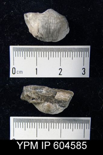 Marginifera?