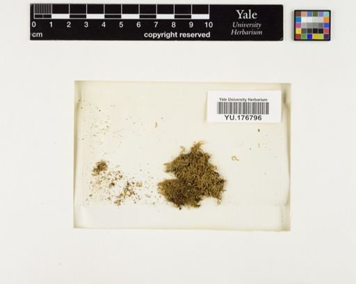 Plantae