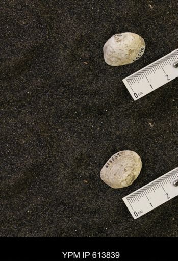 Cucullaea sp.