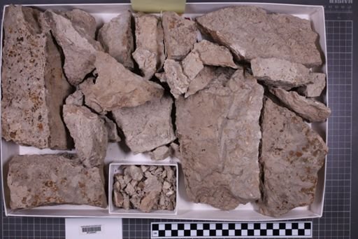 mixed taxa, stratigraphic collection