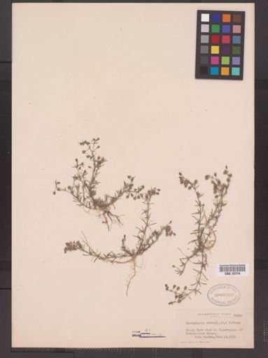 Spergularia rubra