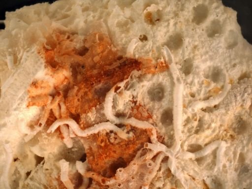 Bryozoa