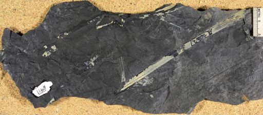 Pecopteris