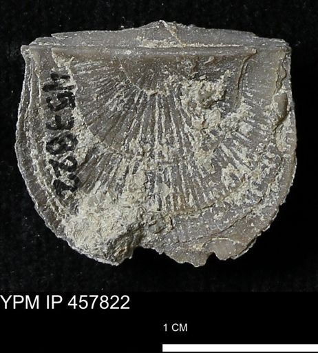 Strophodonta sp.