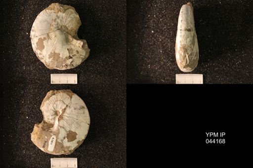 Hoploscaphites nicolletii