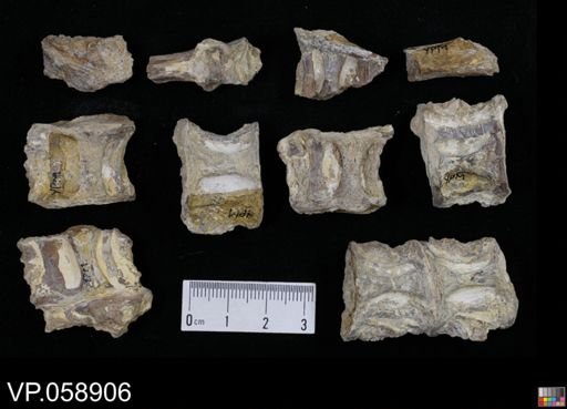 Aulopiformes?