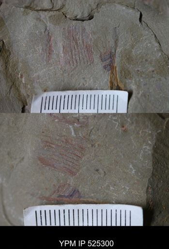 Hurdiidae