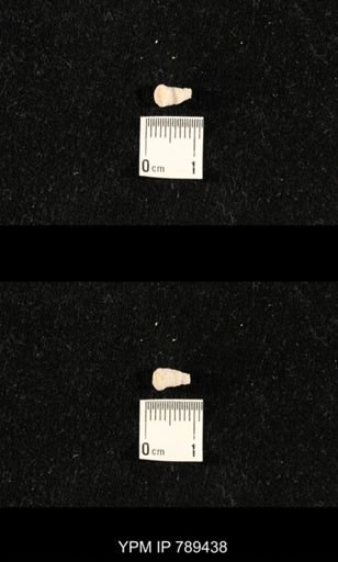 undet. Bryozoa