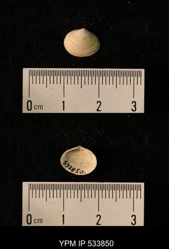 Macoma calcarea