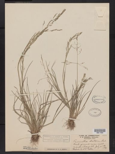 Puccinellia distans