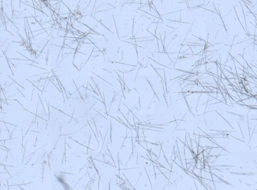 Mycale (Zygomycale) parishii