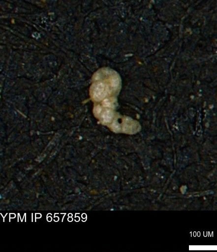 Verneuilinoides kansasensis