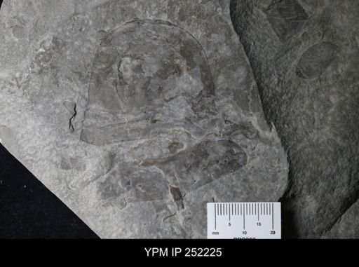 Eurypterus sp.