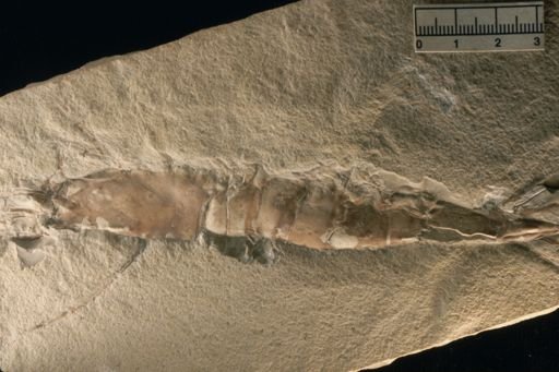 Antrimpos sp.