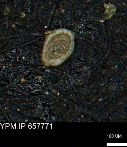 Spirolocammina subcircularis
