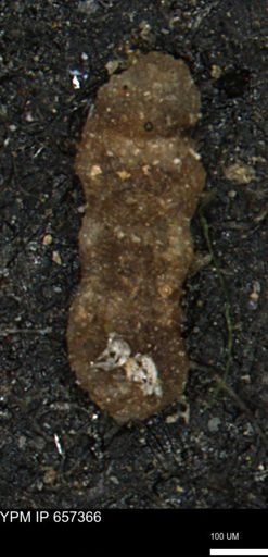 Ammobaculites euides