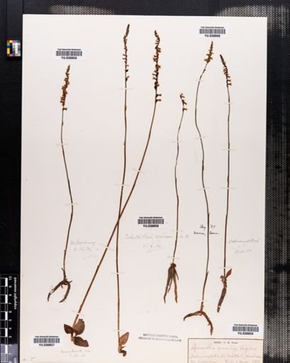 Spiranthes gracilis