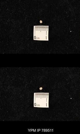 undet. Bryozoa