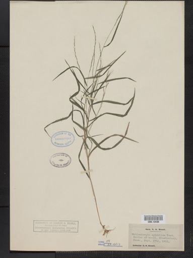 Muhlenbergia sylvatica