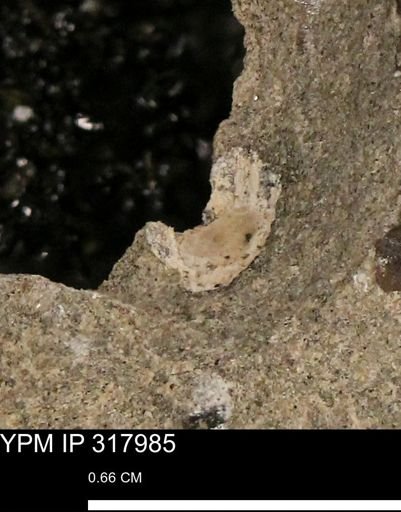 undet. Mollusca