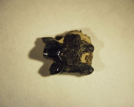 Viverravus sp.