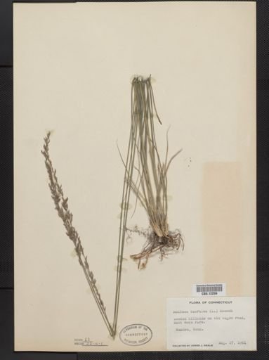 Molinia caerulea