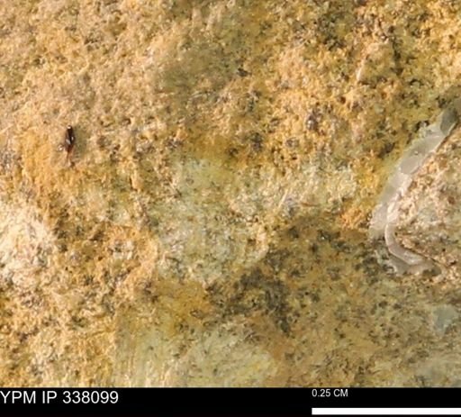 undet. Bivalvia