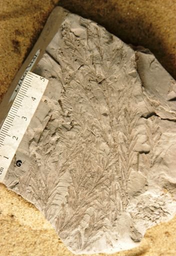 Sequoia heterophylla