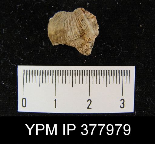 Streptorhynchus pygmaeum