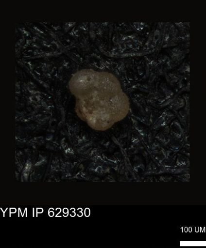 undet. Foraminiferida