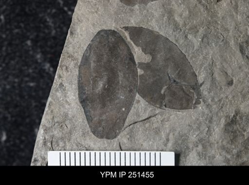 undet. Eurypterida